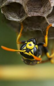 Garden City Pest Control for wasps & hornet control