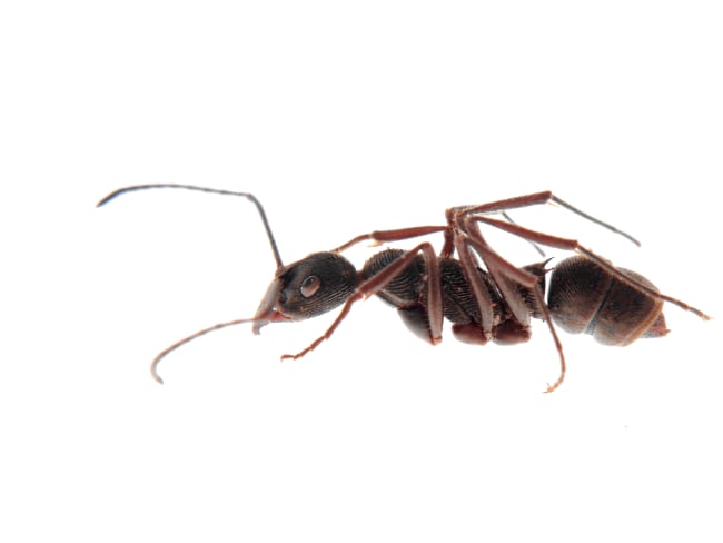 Garden City Pest Control ants