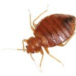 Garden City Pest Control bed bugs