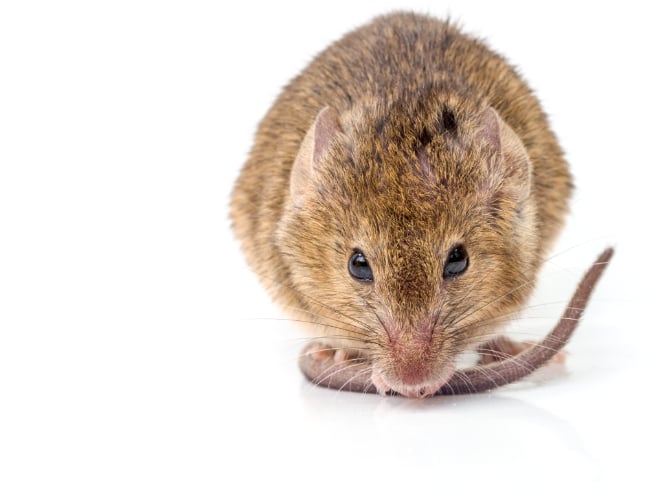 Garden City Pest Control rat exterminator